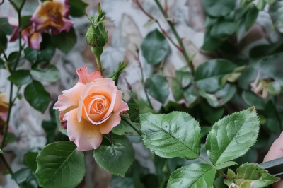 Propagate Roses for Free Using Tomatoes