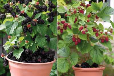 How to Growing Juicy Blackberries in Pots